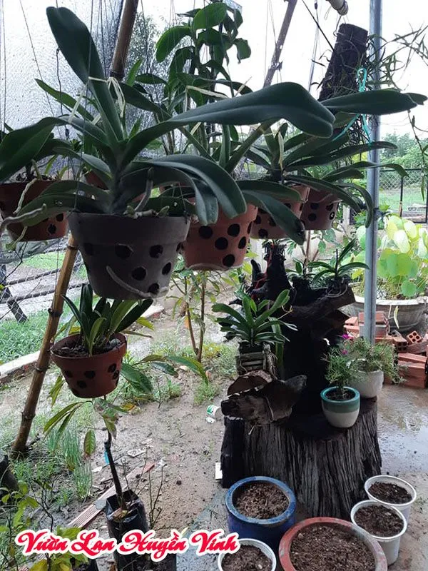 Trồng lan Đai Châu vào chậu đơn giản, sau đó phủ giá thể lên trên, cần chú ý kiểm soát độ ẩm