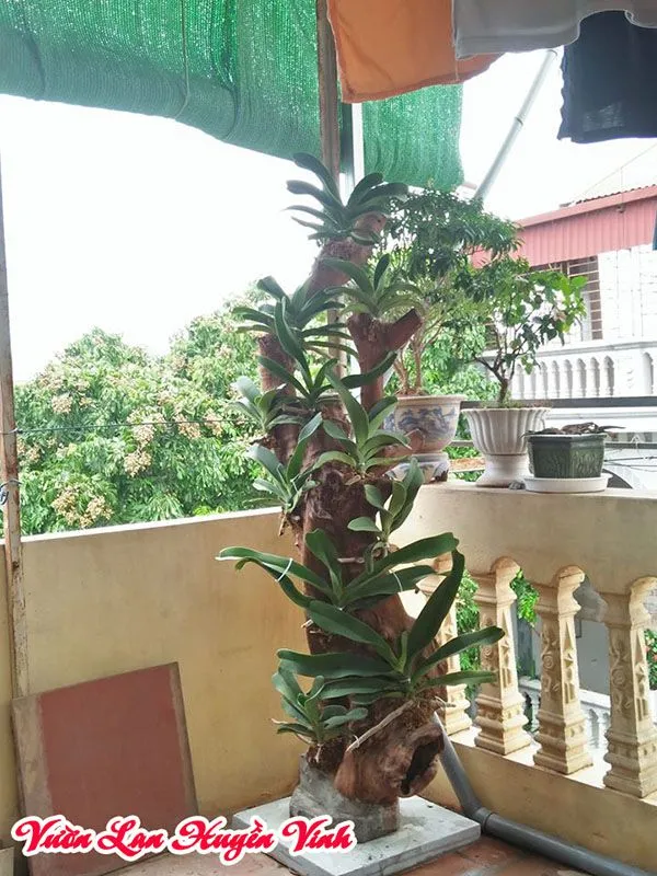 Một giò lan Đai Châu lớn được ghép cẩn thận vào thân gỗ, thể hiện tính thẩm mỹ và môi trường sống tự nhiên cho rễ lan