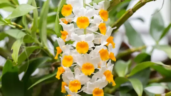 Chậu lan Dambri được trồng bằng giá thể dớn cọng và than củi rất thông thoáng