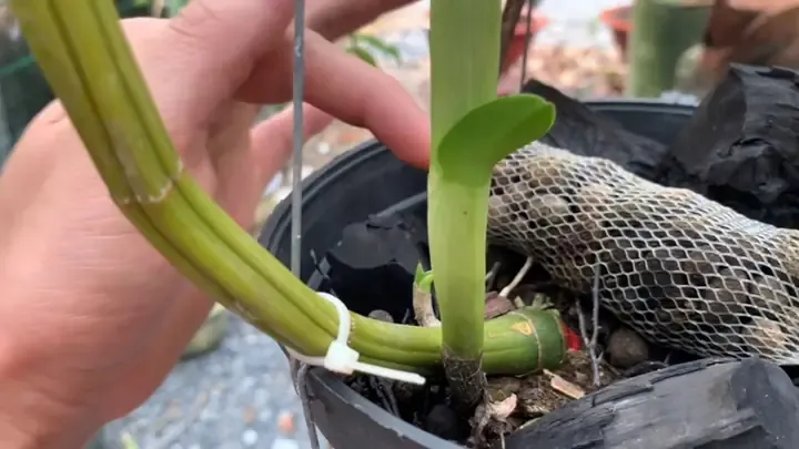 Minh họa kỹ thuật trồng lan Dambri lên khúc gỗ tự nhiên