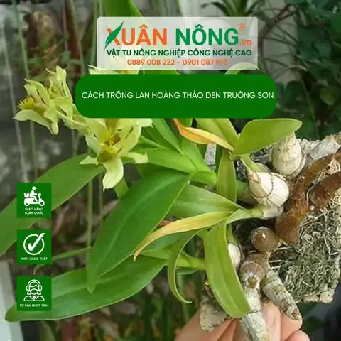 Kinh nghiệm trồng lan Dendro Trường Sơn tại nhà cho người mới bắt đầu