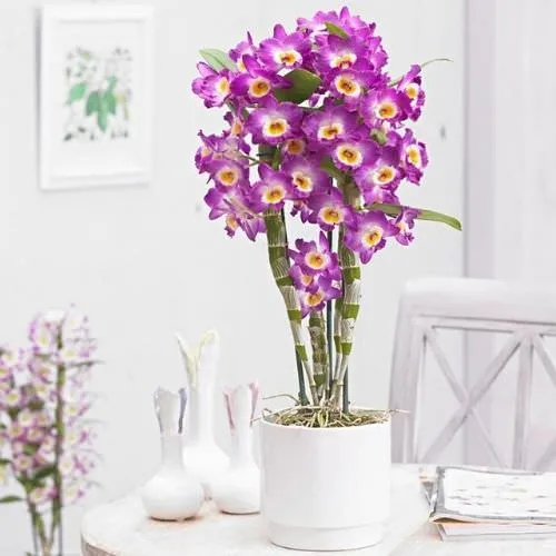 Chậu lan Dendro Xuân để bàn, tưới nước và chăm sóc