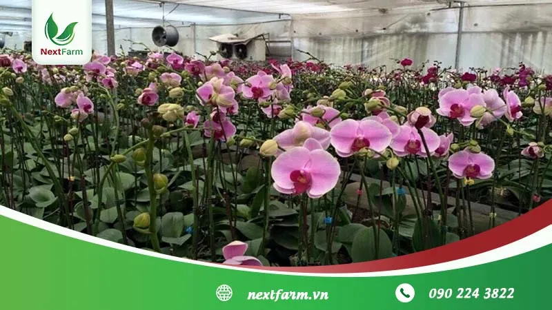 Quy trình trồng lan trong chậu cần sự tỉ mỉ và chính xác ở từng bước