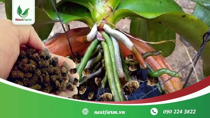 Việc bón phân đúng tỷ lệ theo giai đoạn sinh trưởng giúp lan ra hoa bền và đẹp