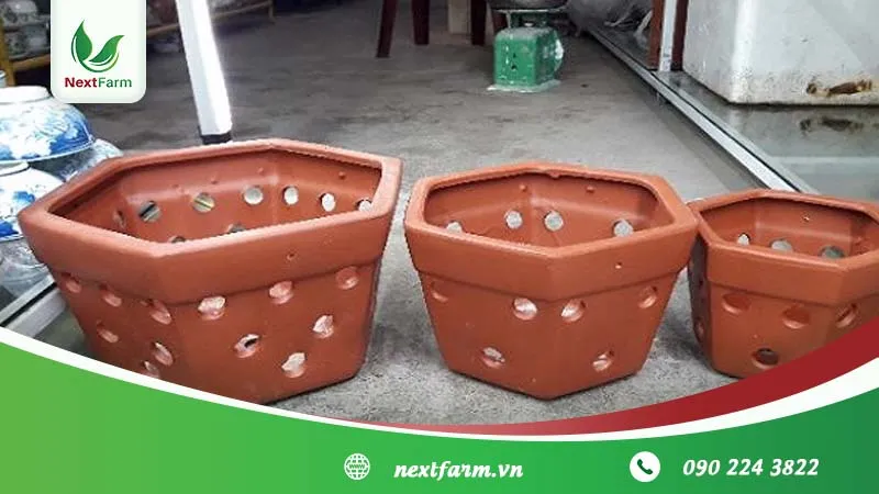 Lựa chọn chậu đất nung có nhiều lỗ thoát nước là giải pháp tốt nhất cho lan