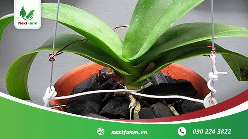 Cường độ ánh sáng là yếu tố quan trọng ảnh hưởng trực tiếp đến sự ra hoa của lan