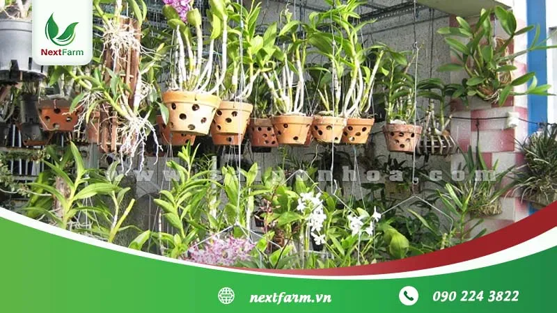 Quản lý cường độ ánh sáng bằng lưới che là điều kiện tiên quyết trong kỹ thuật trồng lan