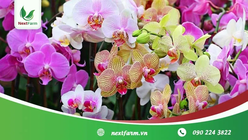 Mỗi màu sắc hoa lan đều mang một ý nghĩa đặc biệt, từ tình yêu đến phẩm giá