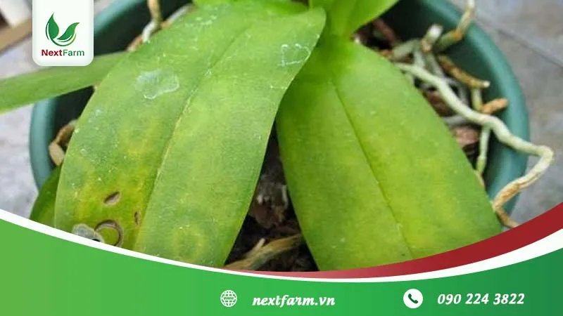 Lan màu xanh tượng trưng cho sức khỏe và tuổi thọ, mang lại may mắn