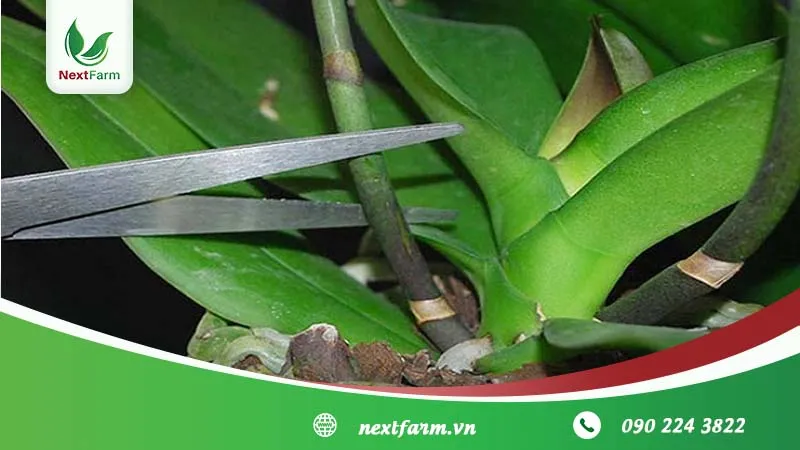 Cắt tỉa cành hoa tàn giúp cây lan tập trung dinh dưỡng nuôi mầm mới