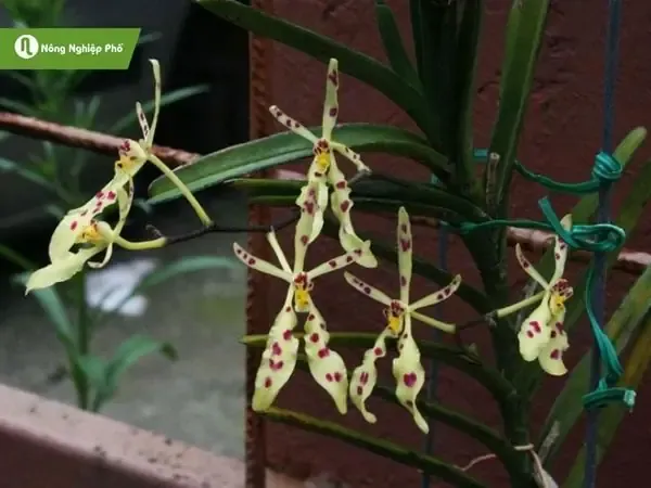 Các bước nhân giống và chăm sóc rễ lan đơn thân khỏe mạnh