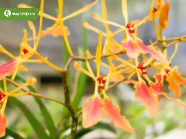 Mô tả chi tiết kỹ thuật trồng lan đơn thân vào chậu