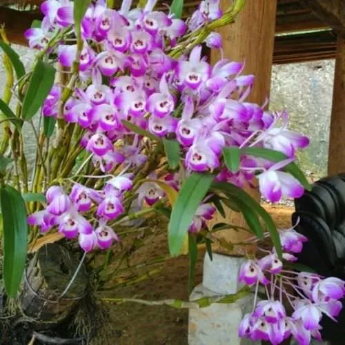 Cách trồng lan Đùi Gà ghép gỗ cho sai hoa, hình ảnh mô phỏng kỹ thuật cố định lan vào giá thể gỗ