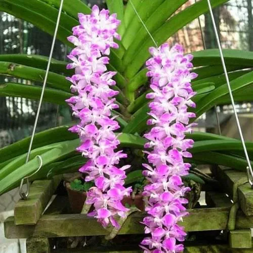 Cận cảnh chùm hoa lan đuôi cáo nở rộ màu trắng tím, thể hiện rõ vẻ đẹp và hương thơm đặc trưng