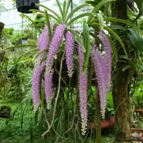 Hình ảnh rễ lan đuôi chồn bám chắc và phát triển khỏe mạnh trên gỗ