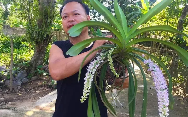 Lan Đuôi Chồn sau khi được cố định chắc chắn lên giá thể gỗ