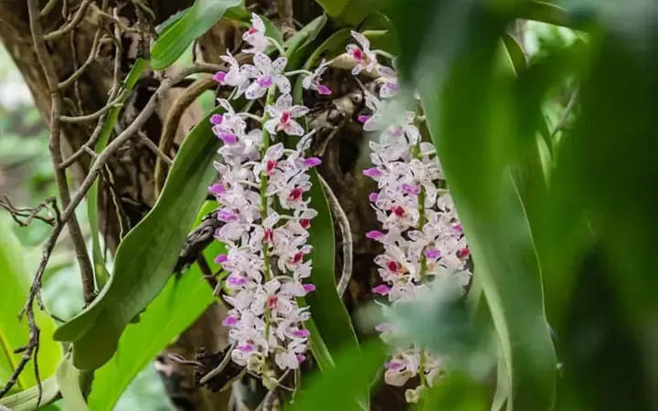 Thao tác buộc gốc lan đuôi chồn vào khúc gỗ nhãn một cách tỉ mỉ