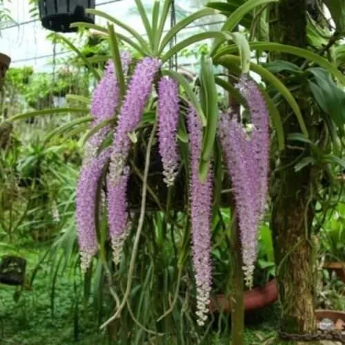 Cây lan đuôi chồn đang ra hoa rực sắc được trồng tại vườn