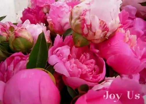 Cây lan Gatton Sunray con đang được cố định trên giá thể trồng