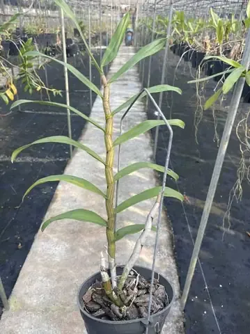 Cận cảnh một bông hoa Hoàng Thảo Gatton Sunray với cánh hoa tròn và môi hoa rộng