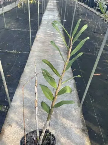 Một giò Hoàng Thảo Gatton Sunray đang nở hoa rực rỡ với sắc vàng cam đặc trưng