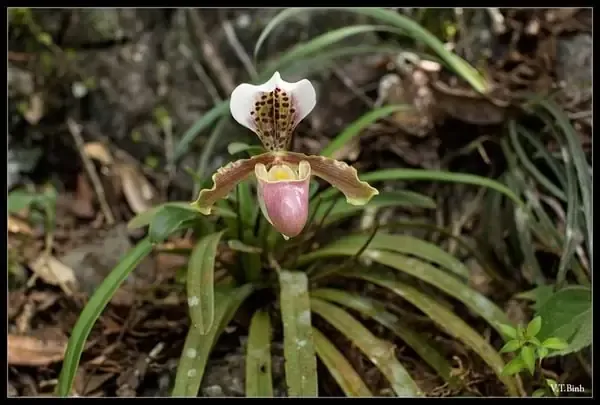Lan Hài Trần Tuấn mô tả cây lan hài cocci khỏe mạnh, lá xanh và rễ trắng