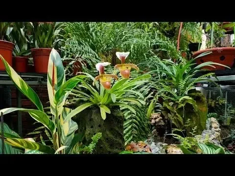 Hình ảnh cận cảnh cây lan hài cocci có hoa đang nở rộ, tập trung vào hình dáng đặc trưng của hoa