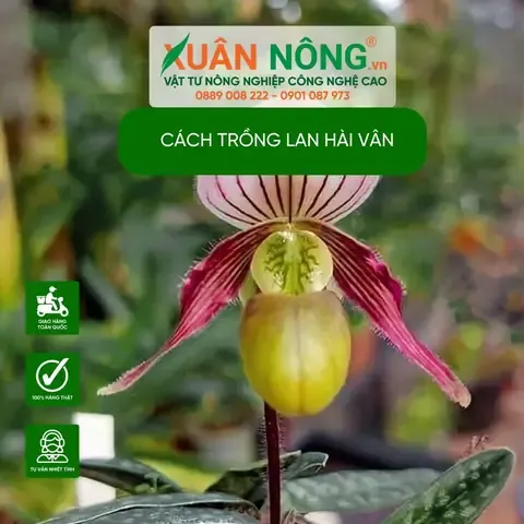 Đặc Điểm Hình Thái Của Lan Hài Vân Nam|cách trồng lan hài vân nam