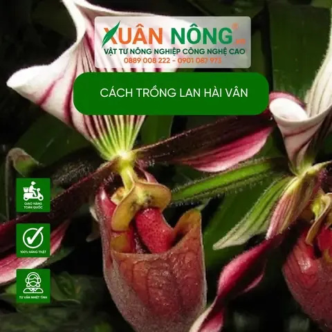 Phòng Trừ Sâu Bệnh Cho Lan Hài Vân Nam|cách trồng lan hài vân nam
