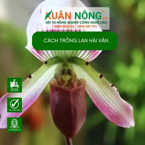 Thảm Xơ Dừa Trồng Lan Hài Vân Nam|Kỹ Thuật Trồng Lan Hài Vân Nam