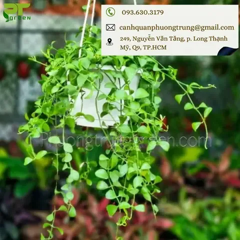 Các bước chuẩn bị rễ và thân lan hạt dưa trước khi trồng