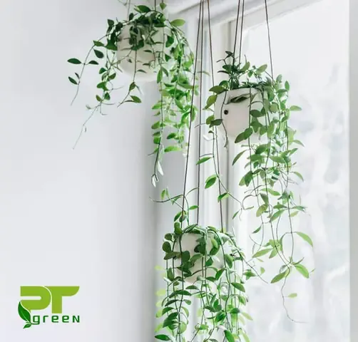 Lan hạt dưa cẩm thạch với cánh hoa màu trắng hồng tím