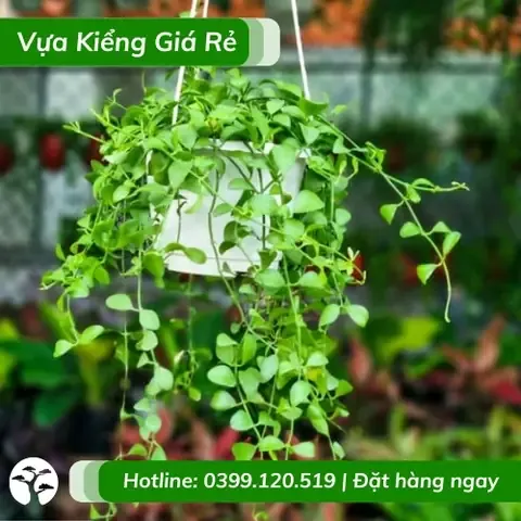 Kỹ thuật ghép lan hạt dưa cẩm thạch lên giá thể gỗ