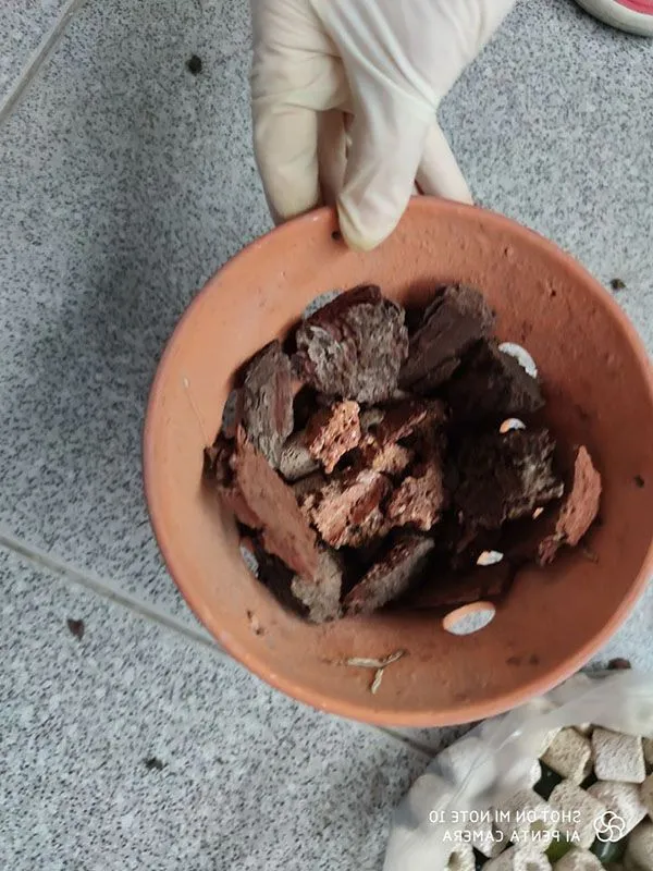 Vỏ thông nên được quay tròn các cạnh để tránh gây xước thân rễ lan