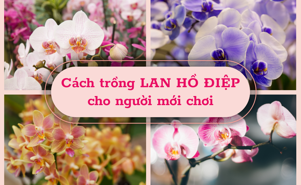 Cách Trồng Lan Sau Tết: Kỹ Thuật Phục Hồi Lan Hồ Điệp Đơn Giản