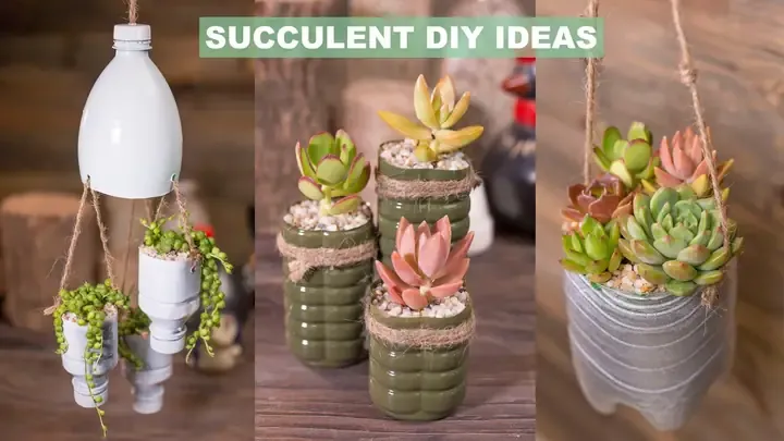 Lan Hồ Điệp Mini đang phát triển bộ rễ khỏe mạnh trong chậu trong suốt