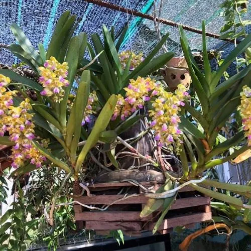 Cách trồng lan hoàng nhạn tháng 8 đúng kỹ thuật và bộ rễ khỏe mạnh