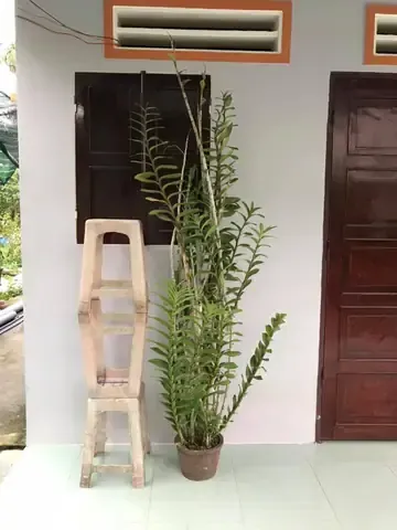 Quy trình chăm sóc lan Hoàng Thảo Điện Biên Đông