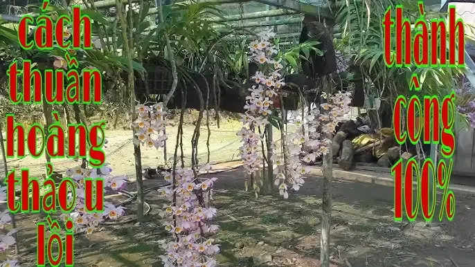 Lan Hoàng Thảo Điện Biên Đông đang ra hoa