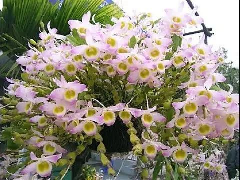 Đặc điểm nhận dạng lan Hoàng Thảo Phật Ngọc với cánh hoa trắng và nhụy vàng cam