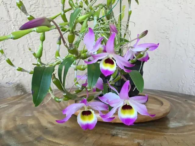 Giá thể than củi và vỏ thông chuyên dùng để trồng lan