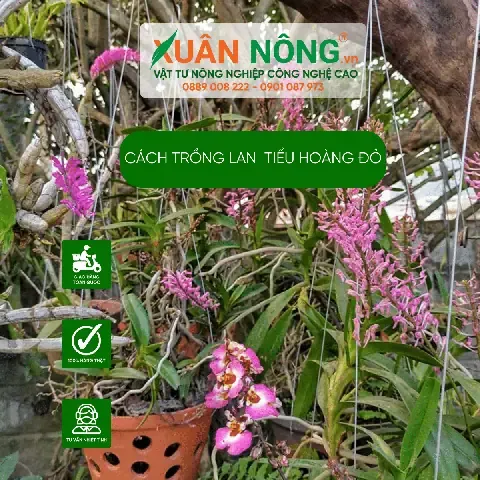 Kiểm tra và phòng trừ sâu bệnh trên lan hoàng tử đỏ hiệu quả