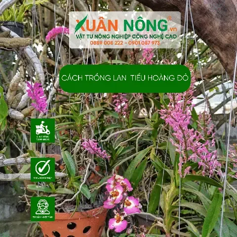 Các bước chuẩn bị chậu và giá thể trồng lan hoàng tử đỏ