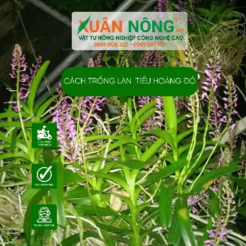 Đặc điểm sinh học và ý nghĩa phong thủy của lan hoàng tử đỏ