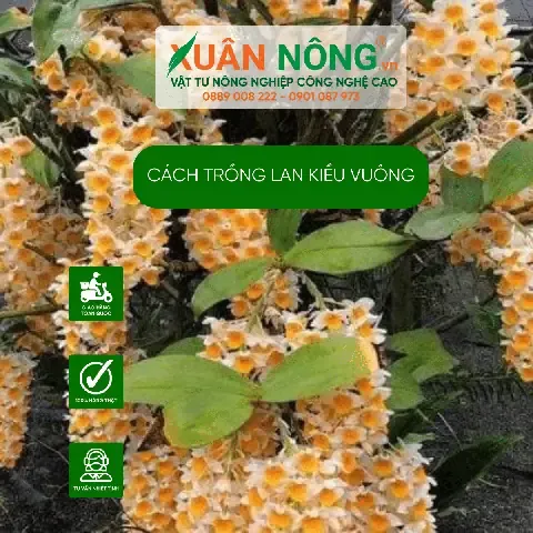 Cây lan kiều vuông đang ra hoa rực rỡ vàng tươi, minh họa cách trồng lan kiều vuông vào chậu hiệu quả