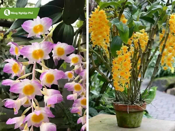 Các loại giá thể trồng lan kiều vuông phổ biến như vỏ thông, dớn, than củi được chuẩn bị kỹ lưỡng