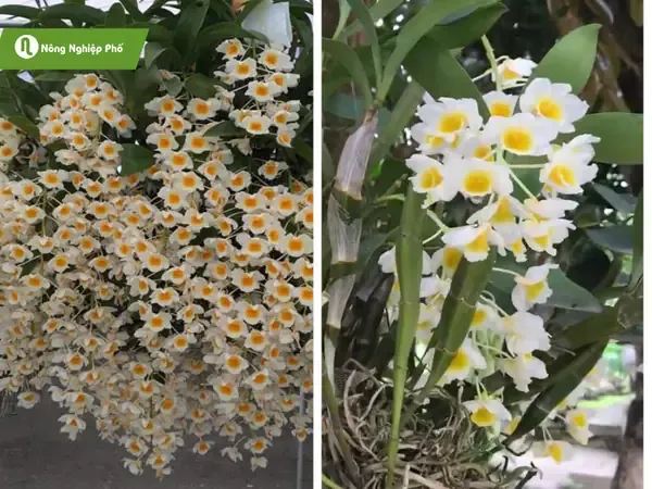 Hình ảnh chậu lan kiều vuông đã trồng thành công với bộ rễ khỏe mạnh bám chắc vào giá thể