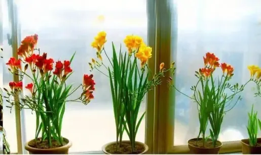 Chăm sóc và điều chỉnh ánh sáng cho Lan Nam Phi sau khi áp dụng cách trồng bằng củ