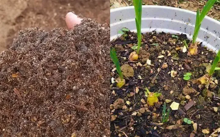 Các bước chuẩn bị củ giống và giá thể cho cách trồng Lan Nam Phi bằng củ