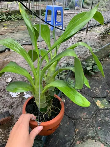 Vườn lan với hệ thống che chắn ánh sáng và thông gió chuẩn kỹ thuật